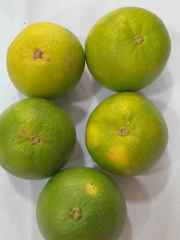 Oranges