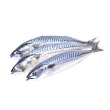 Scumbia Fish/kg